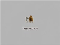 藏品(台灣微條金龜)的圖片